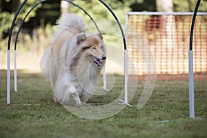 Dog, Scottish Collie, hooper competition