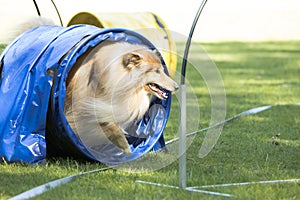 Dog, Scottish Collie, running through agility tunnel