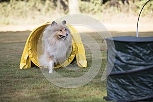 Dog, Scottish Collie, running agility tunnel, NADAC hoopers