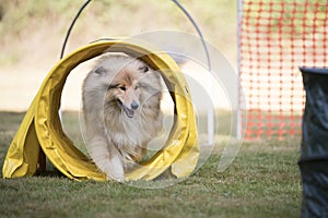 Dog, Scottish Sheepdog, training hoopers