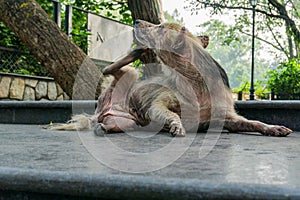 A dog scratching. A close up shot of a dog with Pruritus. A dog with pruritus will excessively scratch, bite, or lick its skin