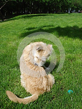 Dog scratching himself