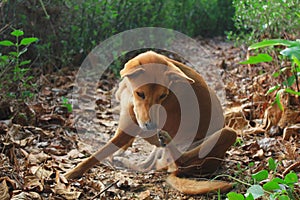 The dog scratching on the walkway