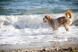 Dog on the sea