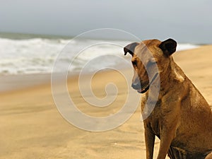 A dog by the sea.