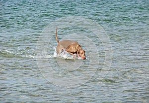 Dog in the sea