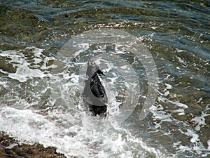 Dog in the sea