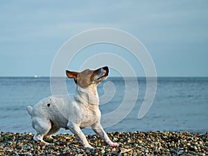 Dog by the sea. The dog plays and jumps on the seashore