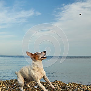 Dog by the sea. The dog plays and jumps on the seashore