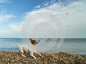 Dog by the sea. The dog plays and jumps on the seashore