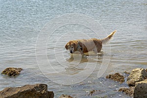 Dog at the sea having fun in the water near the rocks