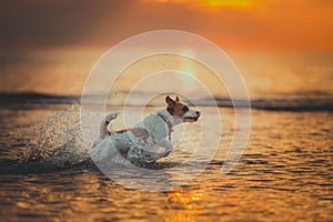 Dog of the sea. Jumping, sunset, fire