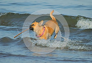 A dog in the sea playing with a stick.