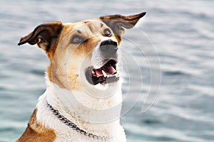 Dog at the sea, portrait, 104