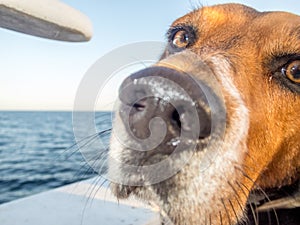 A dog at sea is a second captain