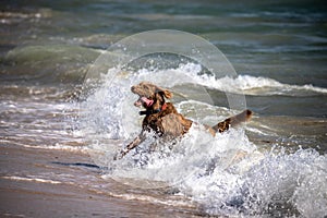 A dog in the sea in Tarifa Spain.