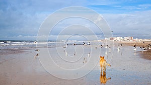 Der Hund auf der Möwen jagd auf der Strand 