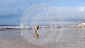 Der Hund auf der Möwen jagd auf der Strand 