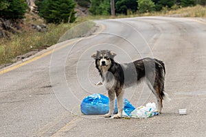 Dog searching and eating food from a bag of garbage.