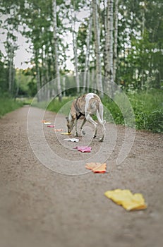 Dog searching for target object among row of variously colored gloves: yellow, orange, pink, white.