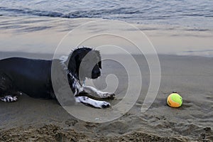 The dog on the seashore, waits to play ball photo