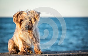 dog seated portrait with copy space at one side