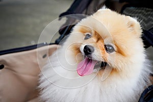 Dog seating in cart