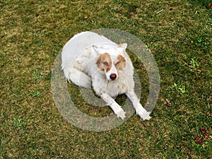 dog seating on the grassland