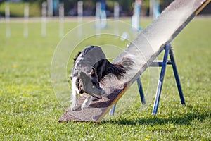 Dog on the seesaw obstacle in agility competition