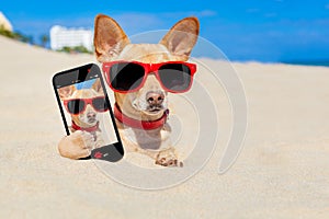 Dog selfie buried in sand