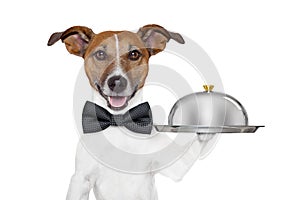 Dog service tray
