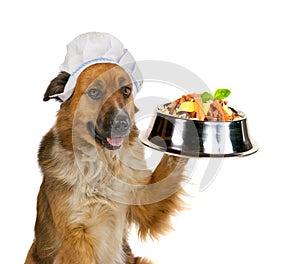 Dog serving up a gourmet meal