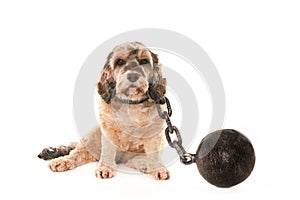 Dog with shackles