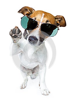 Dog in shades