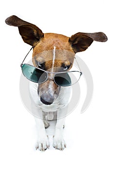 Dog in shades