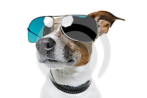 Dog in shades