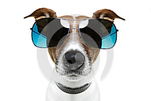 Dog in shades photo