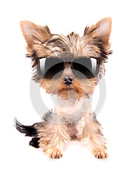 Dog with shades