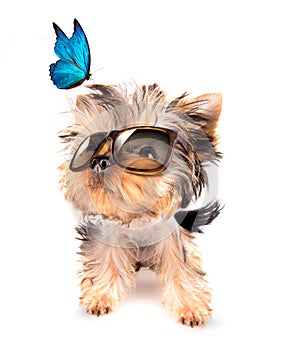 Dog with shades and blue butterfly