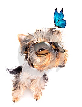 Dog with shades and blue butterfly