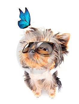 Dog with shades and blue butterfly