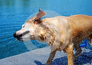 Dog Shakes off Water