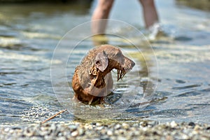 The dog shakes off the water after swimming in the lake. Breed of dog Wirehaired Dachshund