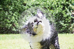 Dog shakes outside in summer photo