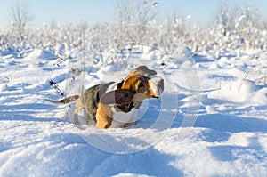 Dog shakes from the snow. Beagle walking in the fild. Winter fresh day