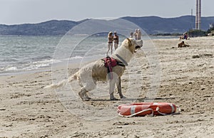 Dog shakes to dry