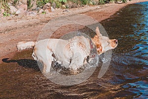 Dog shakes the water, wet Labrador shakes his head, splashes around