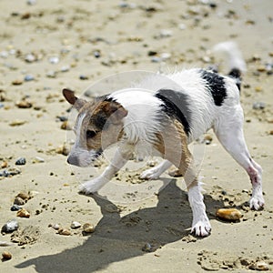 Dog shaking dry its wet body. Conceptual image