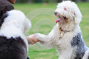 A dog shaking hands with its master