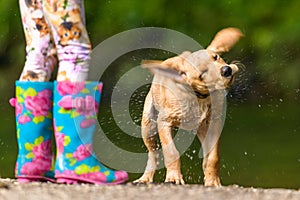 Dog shaking off water